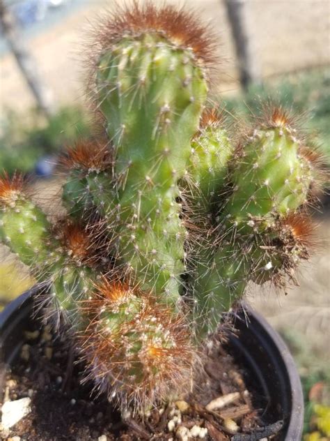 獅子岩仙人掌|Cereus peruvianus (L.) MILL. Monstrosus cv.仙人掌。